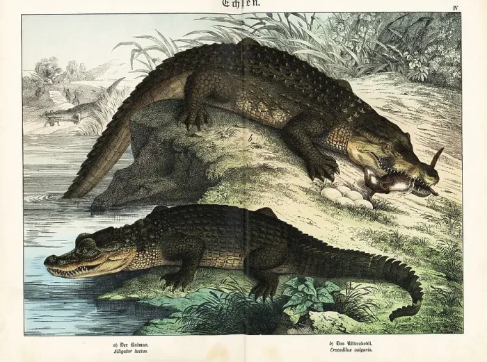 Framed Print : Alligator and crocodile Framed Print : Alligator and crocodile