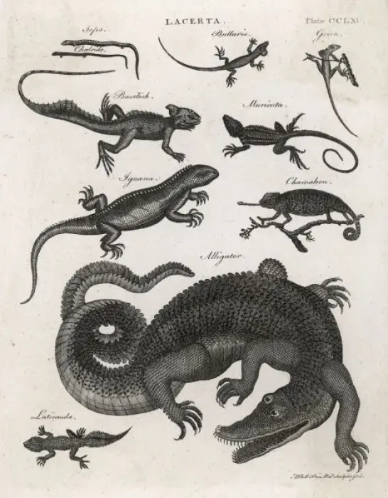Framed Print : Alligator (Enc. Brit. ) Framed Print : Alligator (Enc. Brit. )