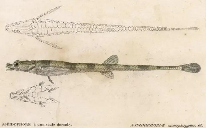 Framed Print : Alligator Fish Framed Print : Alligator Fish