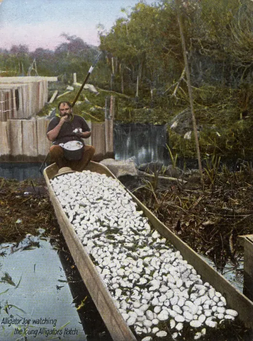 Framed Print : Alligator Joe watching young Alligators hatch from their egg Framed Print : Alligator Joe watching young Alligators hatch from their egg