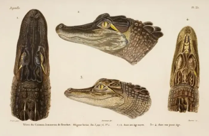 Framed Print : Alligator mississippiensis, alligator Framed Print : Alligator mississippiensis, alligator