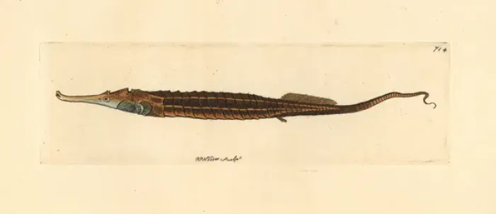 Framed Print : Alligator pipefish, Syngnathoides biaculeatus Framed Print : Alligator pipefish, Syngnathoides biaculeatus