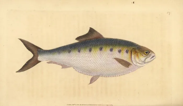 Framed Print : Allis shad, Alosa alosa Framed Print : Allis shad, Alosa alosa