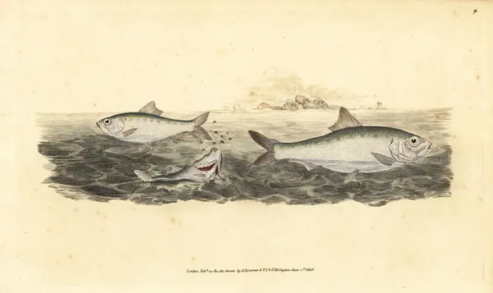 Framed Print : Allis shad, Alosa alosa Framed Print : Allis shad, Alosa alosa
