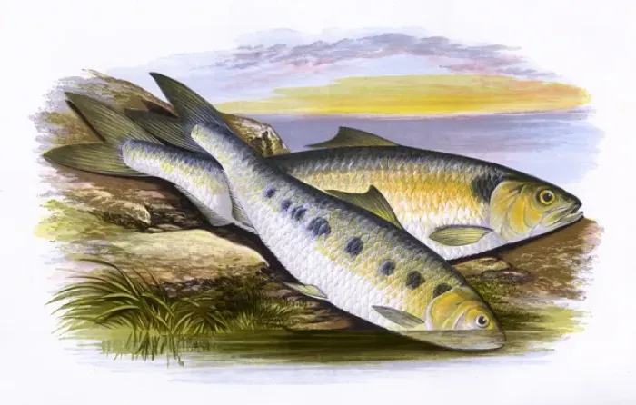Framed Print : Allis Shad and Twaite Shad Framed Print : Allis Shad and Twaite Shad