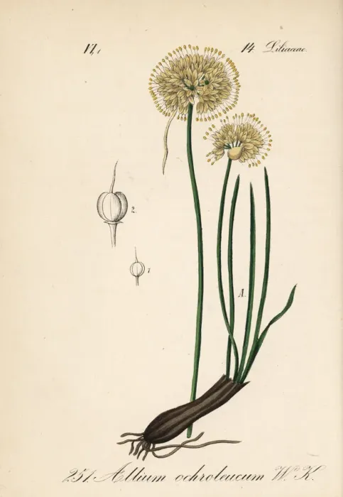 Framed Print : Allium ericetorum Framed Print : Allium ericetorum