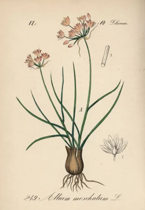 Framed Print : Allium moschatum Framed Print : Allium moschatum