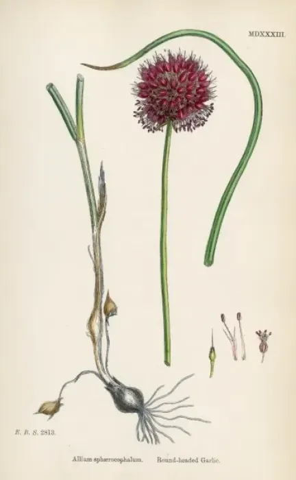 Framed Print : Allium-Round Head Garlic Framed Print : Allium-Round Head Garlic