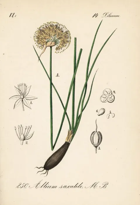 Framed Print : Allium saxatile Framed Print : Allium saxatile