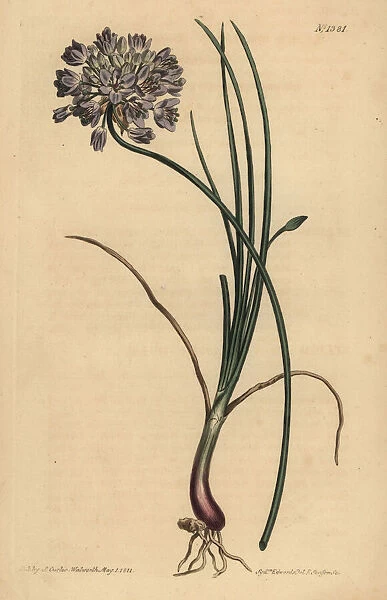 Allium stellerianum
