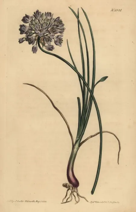 Framed Print : Allium stellerianum Framed Print : Allium stellerianum