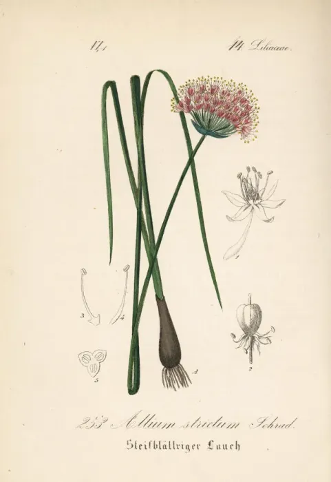 Framed Print : Allium strictum
