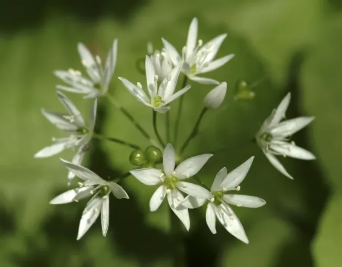 Framed Print : Allium ursinum, wild garlic Framed Print : Allium ursinum, wild garlic