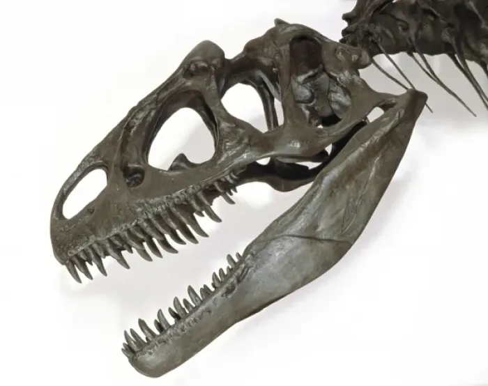 Framed Print : Allosaurus Framed Print : Allosaurus
