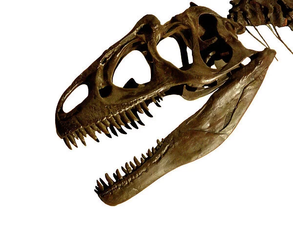 Allosaurus cranium. A detail of the skull of Allosaurus