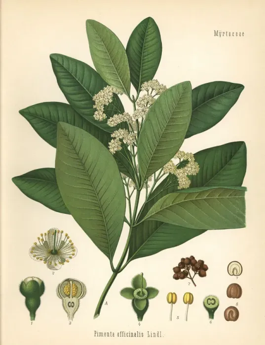 Framed Print : Allspice or Jamaica pepper, Pimenta officinalis Framed Print : Allspice or Jamaica pepper, Pimenta officinalis