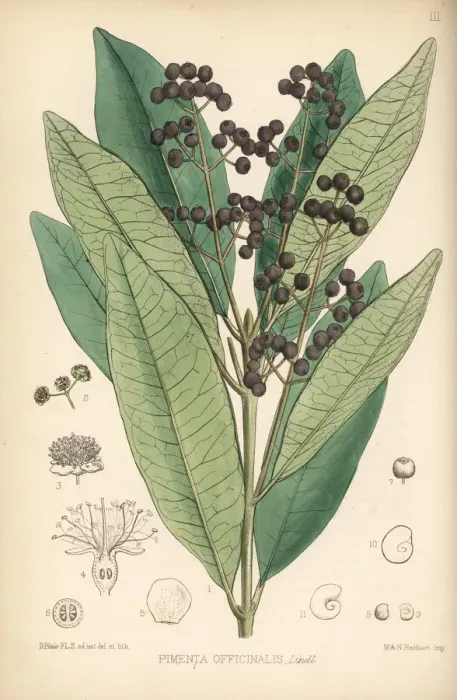 Framed Print : Allspice, Jamaica pepper or pimenta, Pimenta dioica Framed Print : Allspice, Jamaica pepper or pimenta, Pimenta dioica