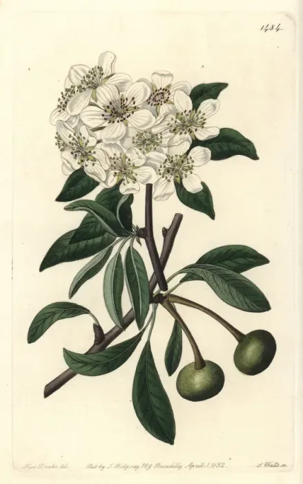 Framed Print : Almond-leaved pear, Pyrus amygdaliformis Framed Print : Almond-leaved pear, Pyrus amygdaliformis