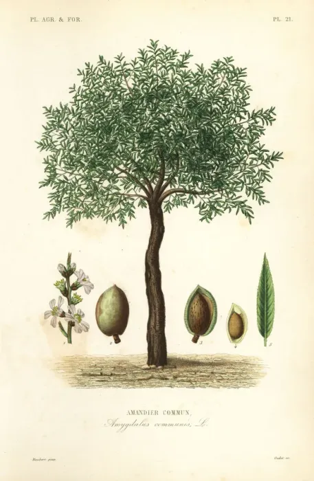 Framed Print : Almond tree, Prunus dulcis Framed Print : Almond tree, Prunus dulcis