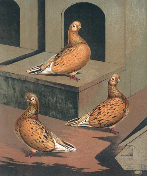 Framed Print : Three Almond Tumbler Hens