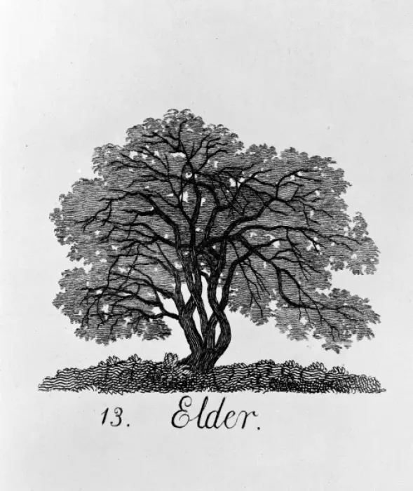 Framed Print : Alnus glutinosa, alder Framed Print : Alnus glutinosa, alder