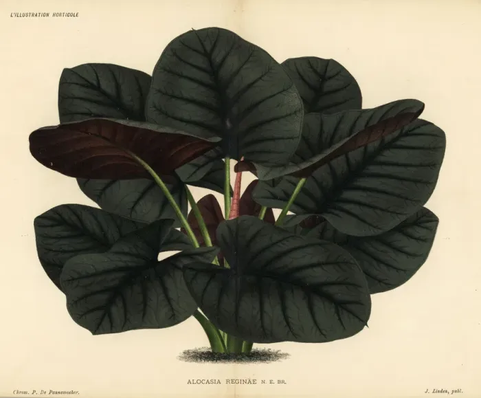 Framed Print : Alocasia reginae foliage plant Framed Print : Alocasia reginae foliage plant