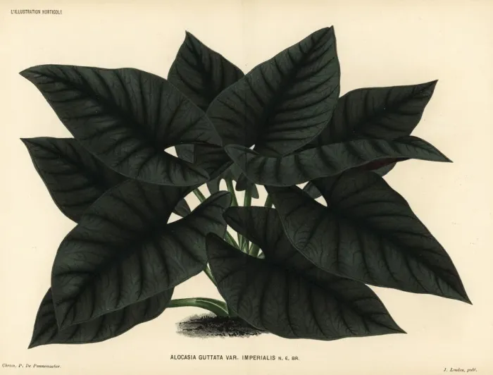 Framed Print : Alocasia scabriuscula Framed Print : Alocasia scabriuscula