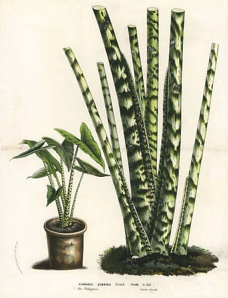 Alocasia zebrina. Handcoloured lithograph from Louis van Houtte