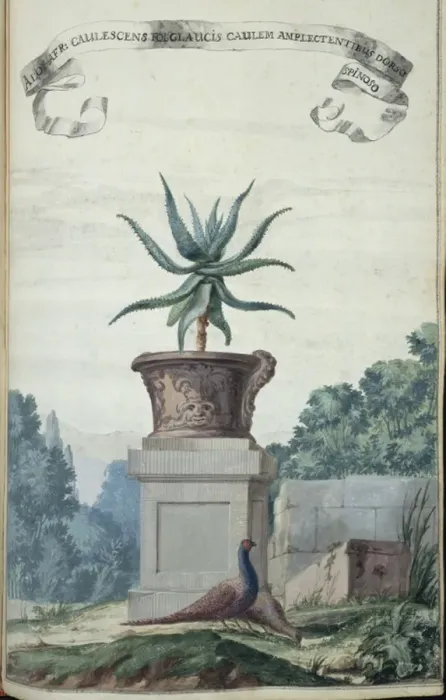 Framed Print : Aloe Afr: Caulescens Fol Glaucis Framed Print : Aloe Afr: Caulescens Fol Glaucis