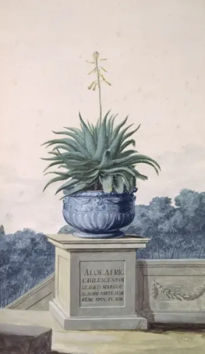 Framed Print : Aloe africana, spiny aloe Framed Print : Aloe africana, spiny aloe