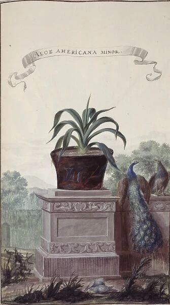 Aloe americana minor