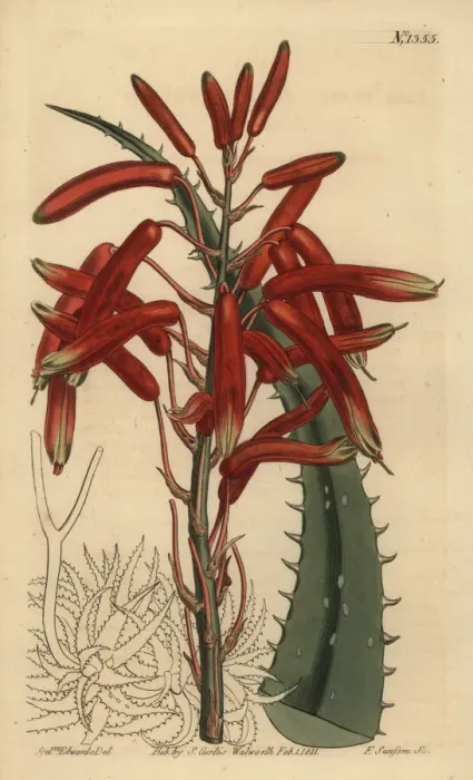 Framed Print : Aloe humilis