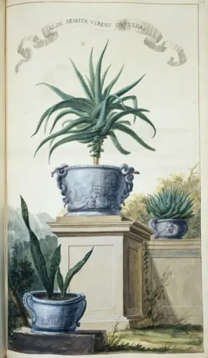 Framed Print : Aloe Semper Virens ov Vera Framed Print : Aloe Semper Virens ov Vera