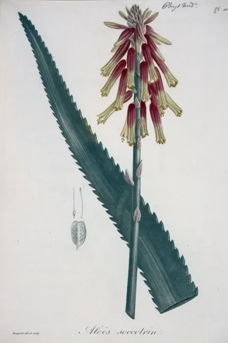 Framed Print : Aloe succotrin, aloe Framed Print : Aloe succotrin, aloe