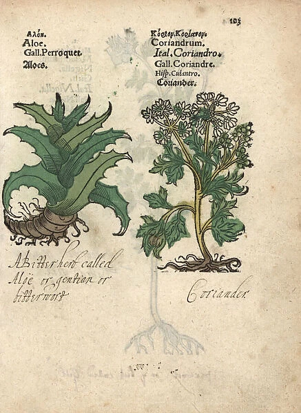 Aloe vera and coriander, Coriandrum sativum