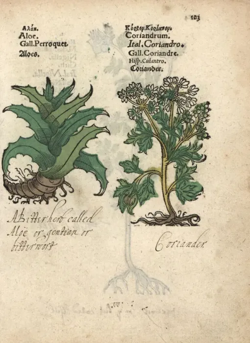 Framed Print : Aloe vera and coriander, Coriandrum sativum Framed Print : Aloe vera and coriander, Coriandrum sativum