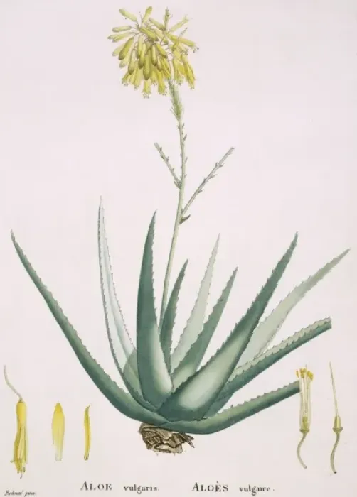 Framed Print : Aloe vulgaris, aloe Framed Print : Aloe vulgaris, aloe