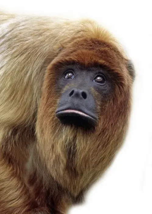 Framed Print : Alouatta seniculus, red howler monkey Framed Print : Alouatta seniculus, red howler monkey