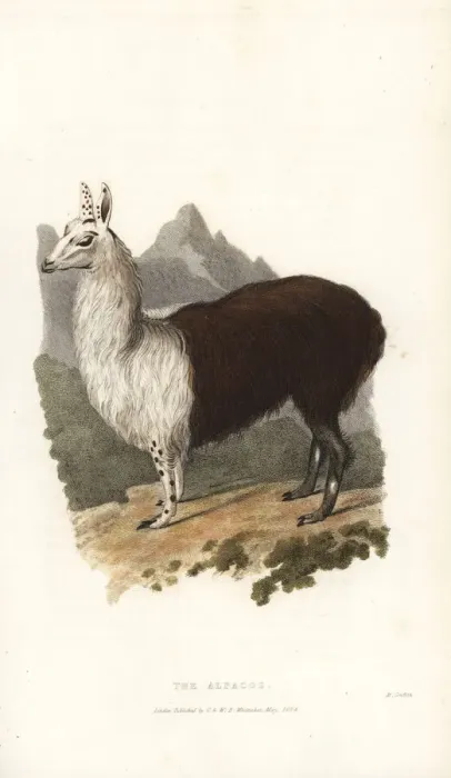 Framed Print : Alpaca or paco, Vicugna pacos (Camelus paco) Framed Print : Alpaca or paco, Vicugna pacos (Camelus paco)