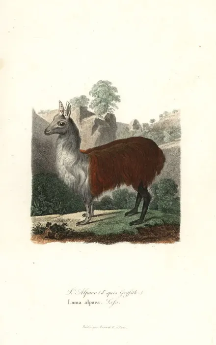 Framed Print : Alpaca, Vicugna pacos Framed Print : Alpaca, Vicugna pacos