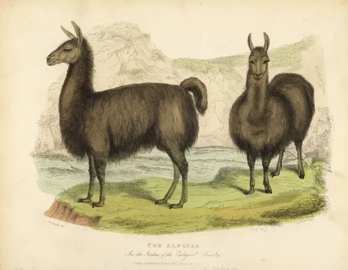 Framed Print : Alpaca, Vicugna pacos Framed Print : Alpaca, Vicugna pacos