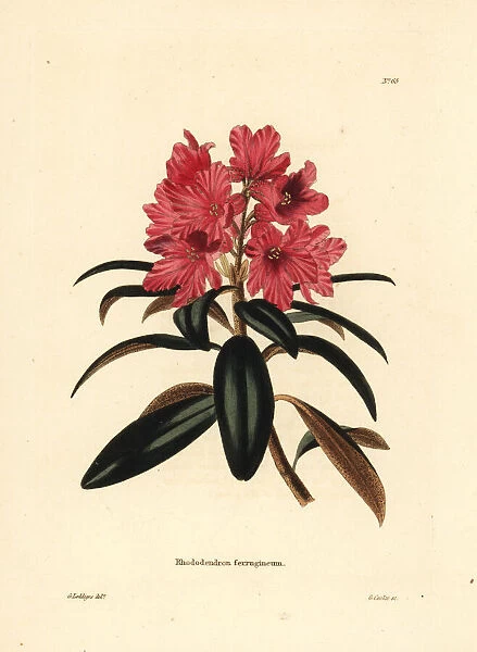 Alpenrose or snow-rose, Rhododendron ferrugineum