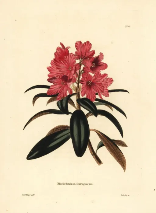 Framed Print : Alpenrose or snow-rose, Rhododendron ferrugineum Framed Print : Alpenrose or snow-rose, Rhododendron ferrugineum