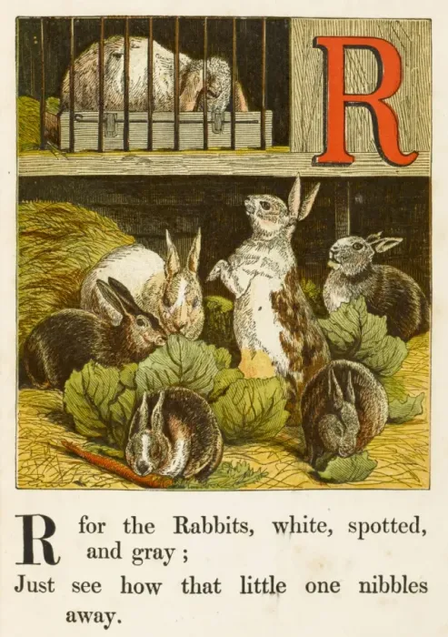 Framed Print : Alphabet / R for Rabbits Framed Print : Alphabet / R for Rabbits