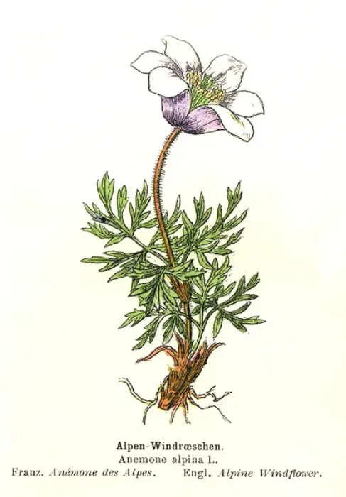 Framed Print : Alpine Anemone Framed Print : Alpine Anemone