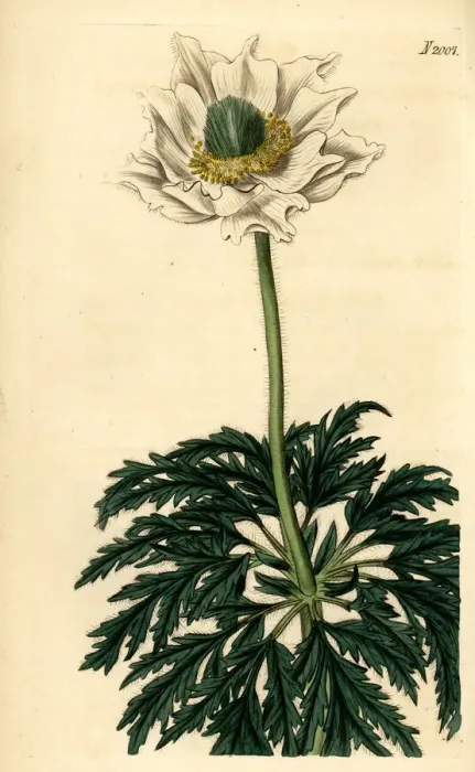 Framed Print : Alpine anemone, Anemone alpina L. var. major Framed Print : Alpine anemone, Anemone alpina L. var. major