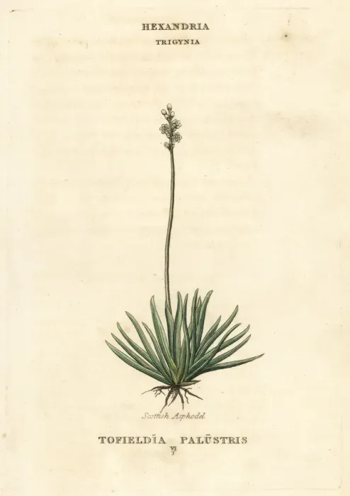 Framed Print : Alpine asphodel, Tofieldia calyculata Framed Print : Alpine asphodel, Tofieldia calyculata