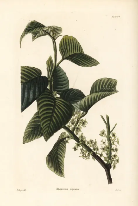 Framed Print : Alpine buckthorn, Rhamnus alpina Framed Print : Alpine buckthorn, Rhamnus alpina
