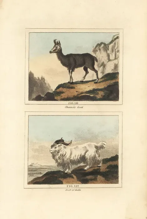 Framed Print : Alpine chamois and male Juda (Whydah) goat Framed Print : Alpine chamois and male Juda (Whydah) goat