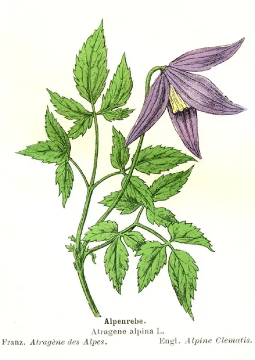 Framed Print : Alpine Clematis Framed Print : Alpine Clematis